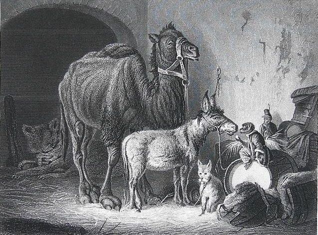 صورة مجموعة حيوانات تضم حمار وجمل وقرد وكلب